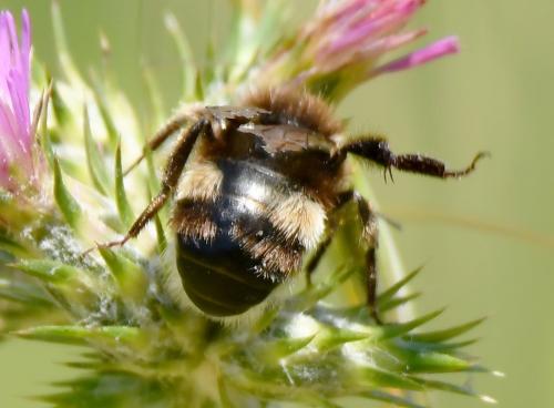 Bombus sp.